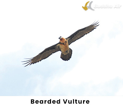 Bearded Vulture